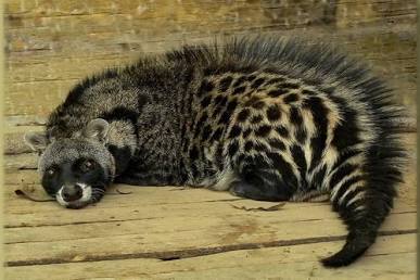 What Is Civet in Perfume The Fascinating History